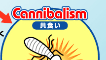 Cannibalism H
